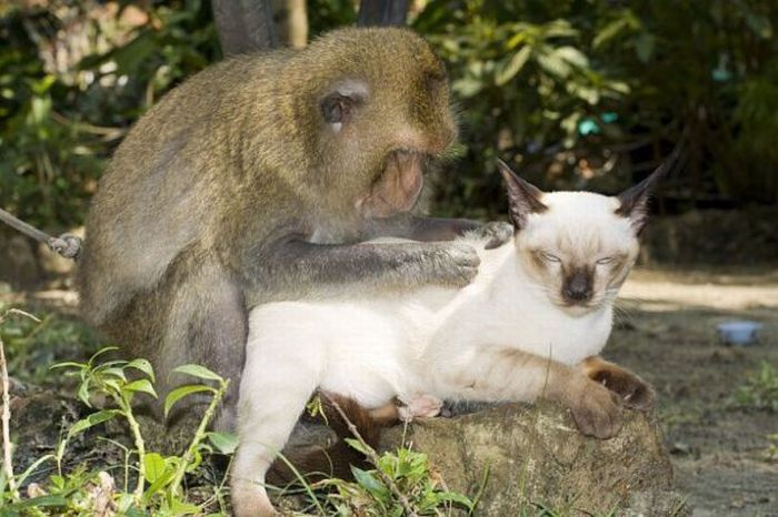 monkey loves the cat