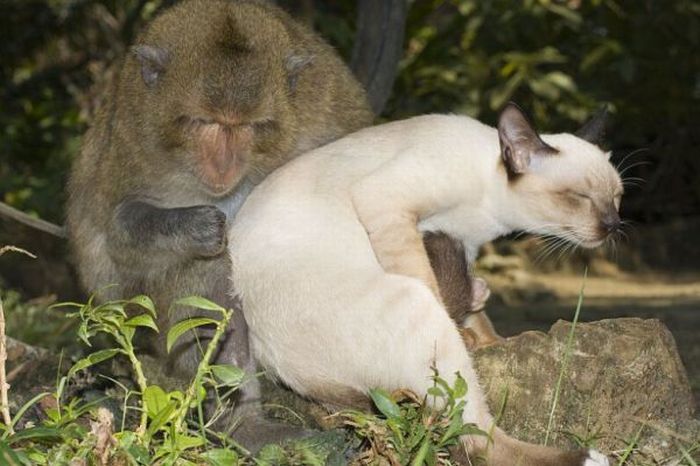monkey loves the cat