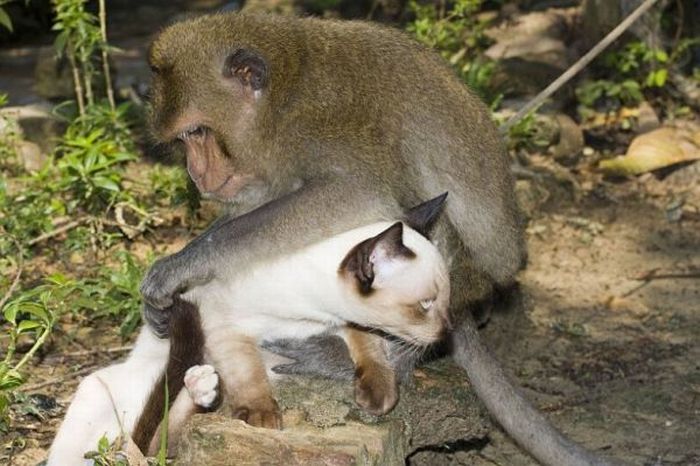 monkey loves the cat