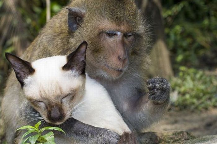 monkey loves the cat