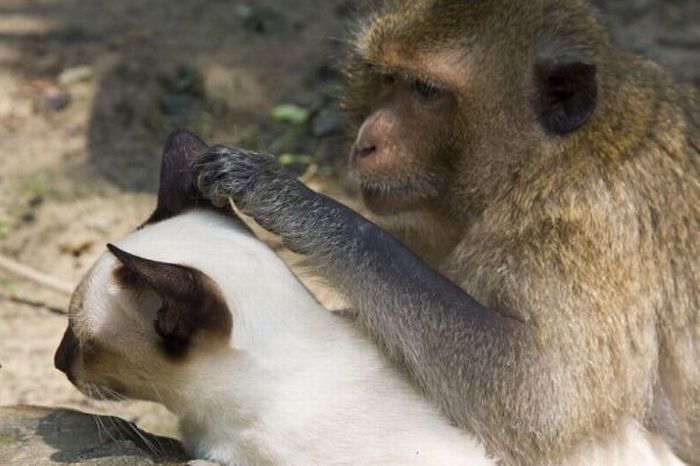 monkey loves the cat