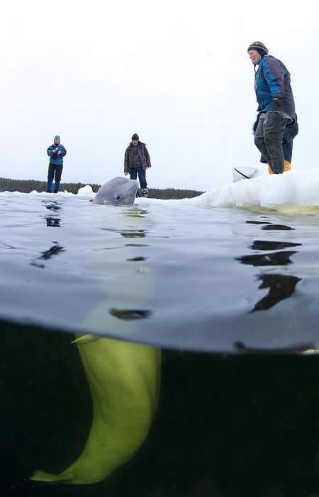 Underwater world with Natalia Avseenko, The White Sea, Russia