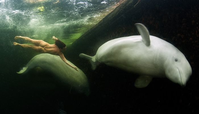 Underwater world with Natalia Avseenko, The White Sea, Russia