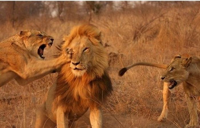 beware of lioness