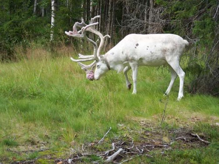 albino animal