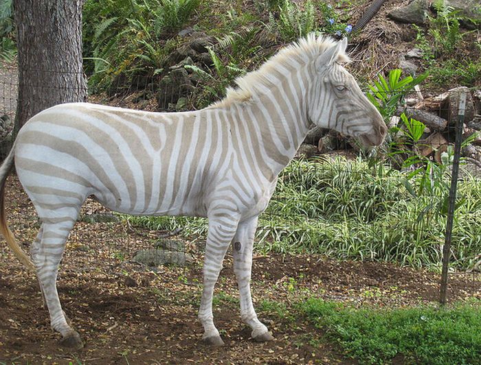 albino animal