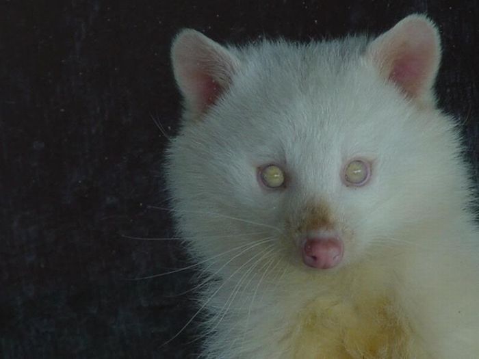 albino animal