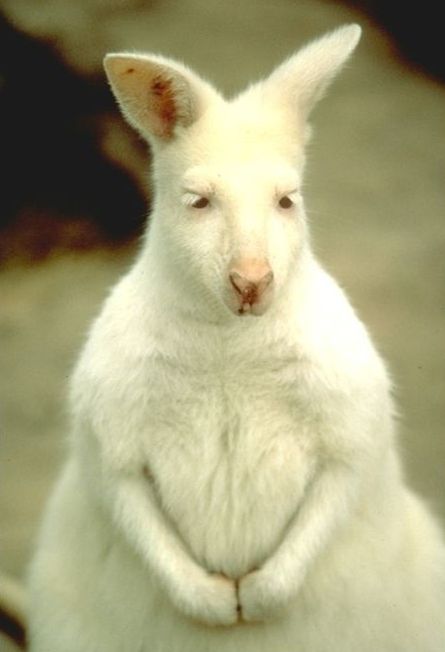 albino animal