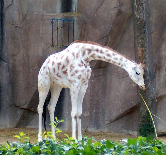 albino animal