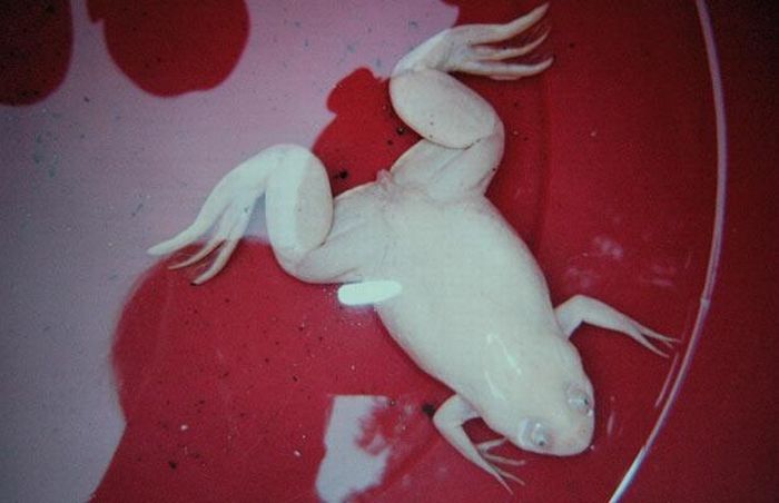 albino animal