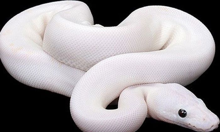 albino animal