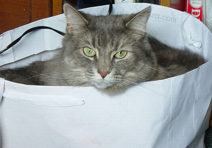 cat in the bag