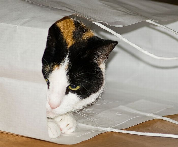 cat in the bag