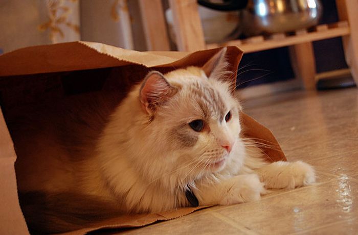 cat in the bag