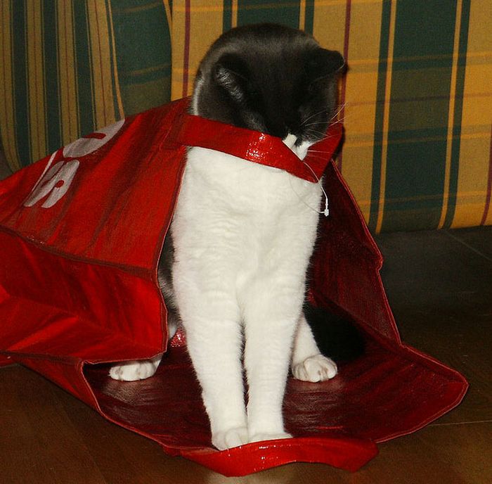 cat in the bag