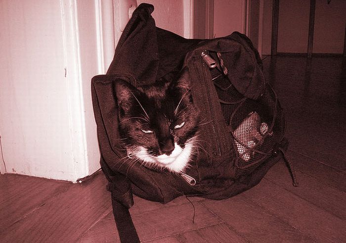 cat in the bag