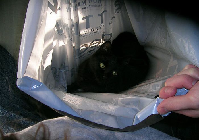 cat in the bag