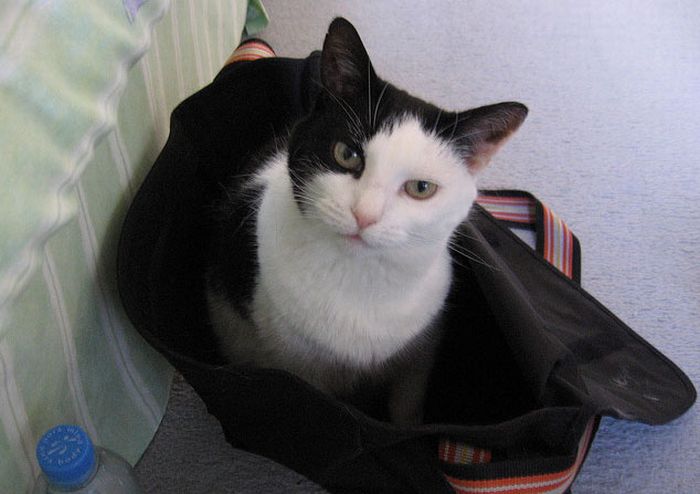 cat in the bag