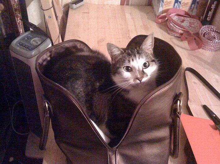 cat in the bag