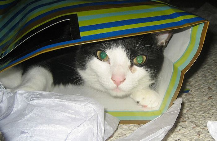 cat in the bag