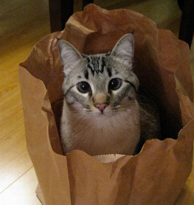 cat in the bag