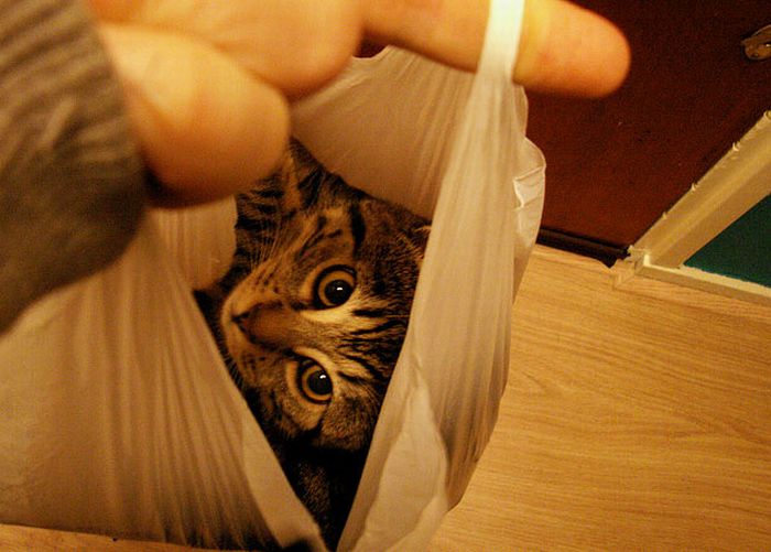 cat in the bag