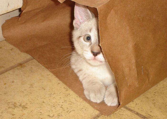 cat in the bag