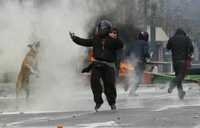 Loukanikos, the riot dog