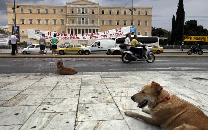 Loukanikos, the riot dog