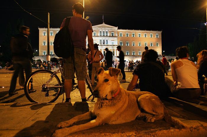 Loukanikos, the riot dog