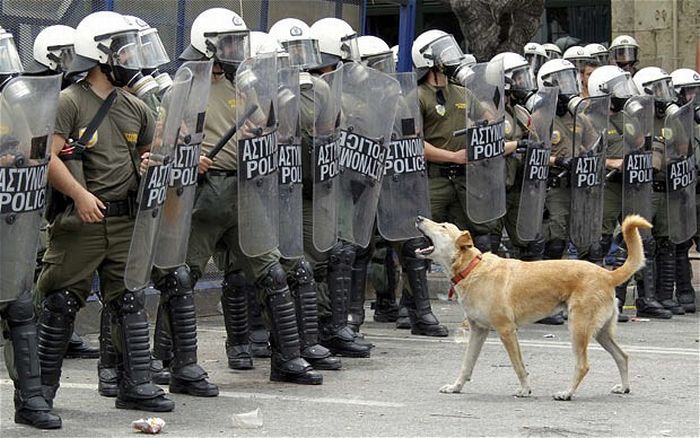 Loukanikos, the riot dog