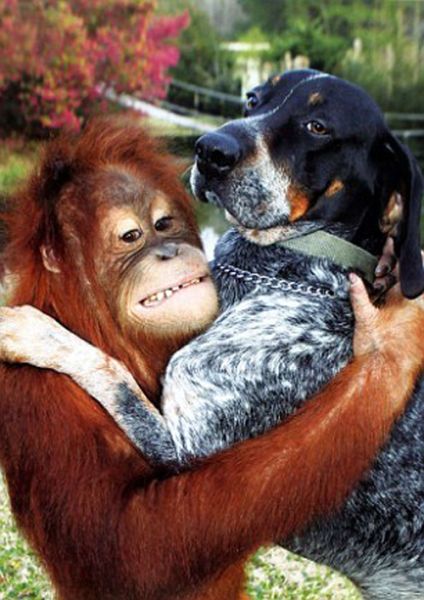 Roscoe the dog and Suriya the orangutan friends