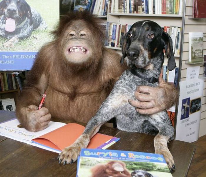 Roscoe the dog and Suriya the orangutan friends