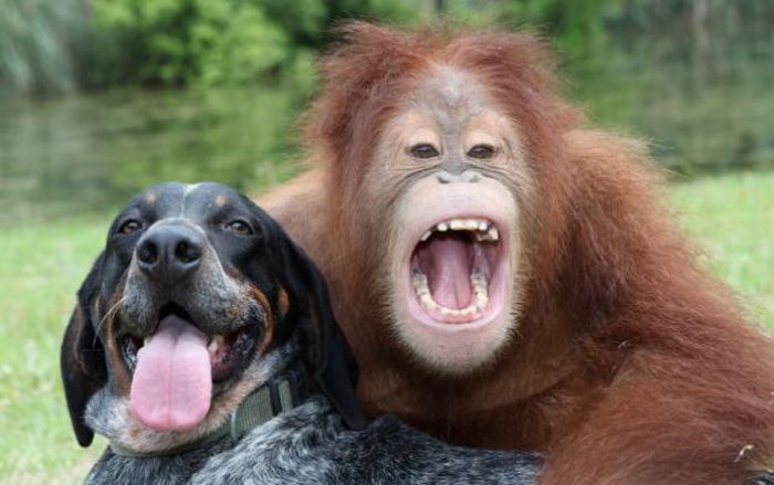 Roscoe the dog and Suriya the orangutan friends