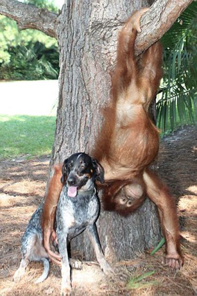 Roscoe the dog and Suriya the orangutan friends