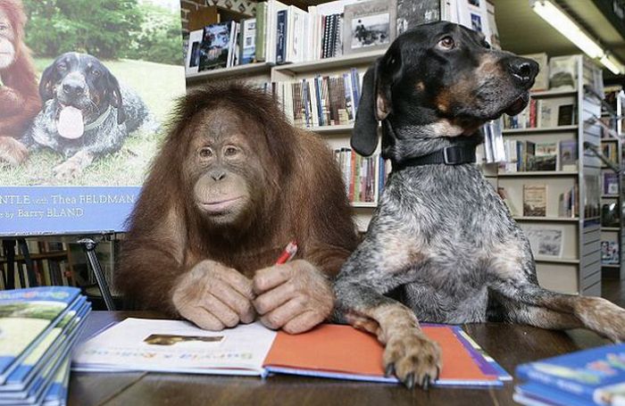 Roscoe the dog and Suriya the orangutan friends