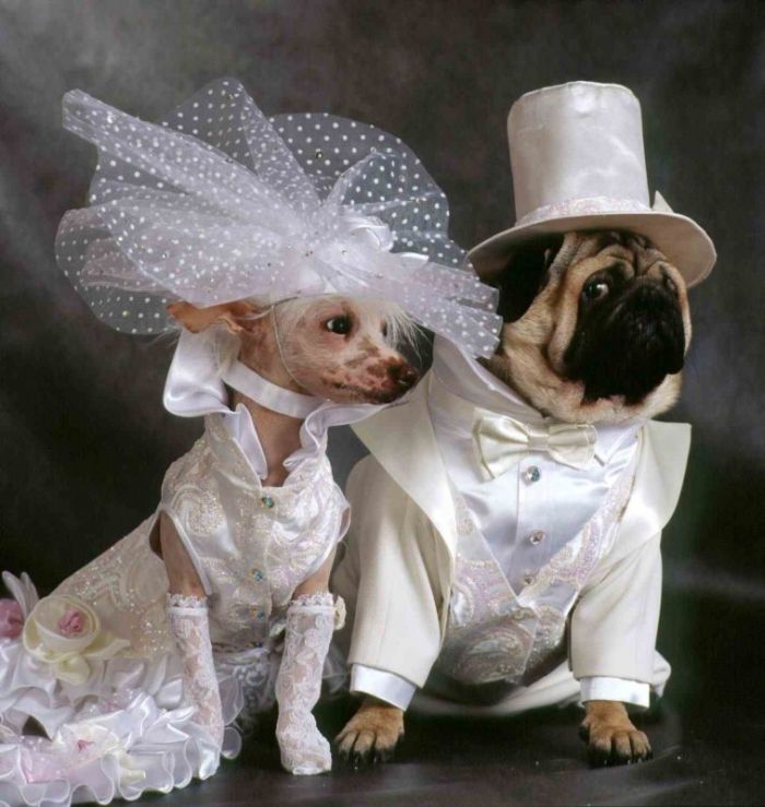 wedding animal