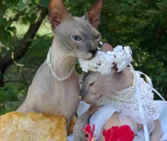 wedding animal