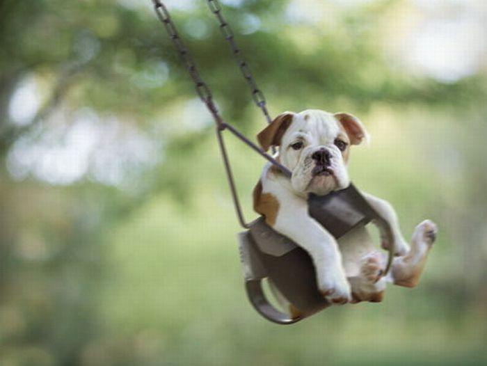 swinging dog