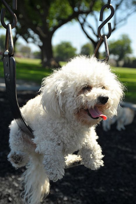 swinging dog