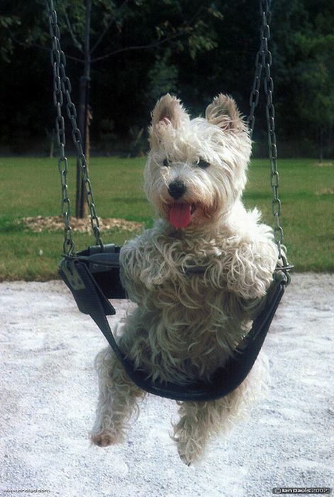 swinging dog