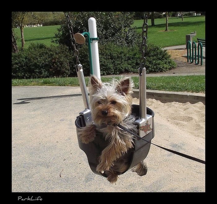 swinging dog