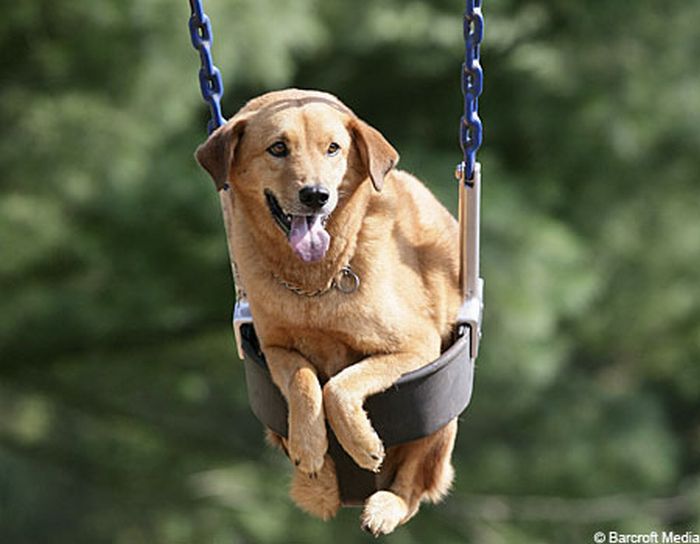 swinging dog