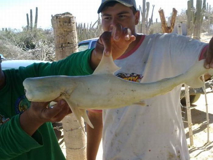 Cyclops bull shark, Sea of Cortez, Mexico