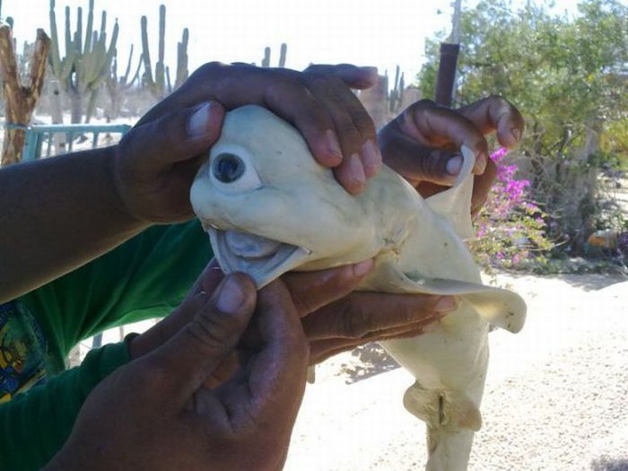 Cyclops bull shark, Sea of Cortez, Mexico