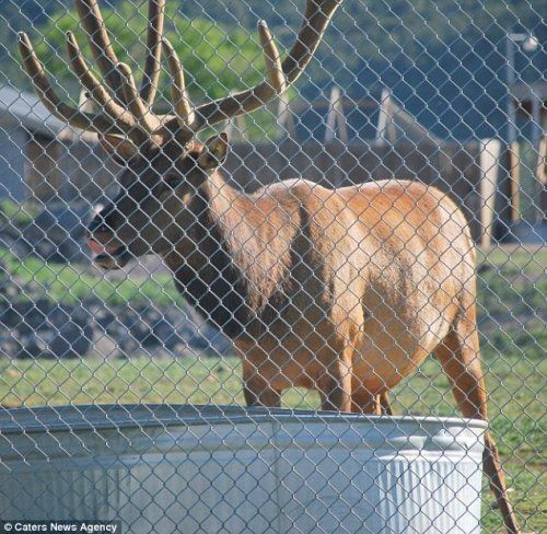 deer rescued a drowning animal