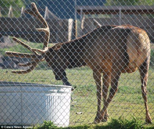 deer rescued a drowning animal