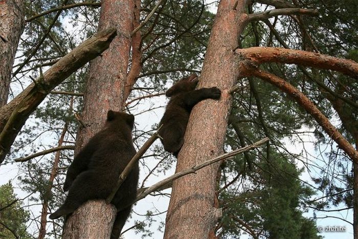 bear cubs visit