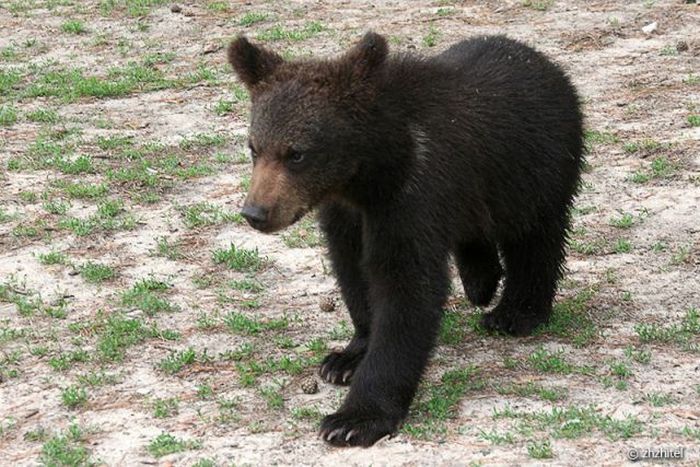 bear cubs visit