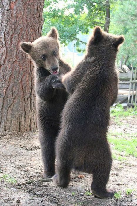 bear cubs visit